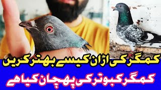 Kamagar Kabootarkamagar Pigeonkabootar Bazi Stankamagar Kabootar Eyeskamagar Ki Pehchan