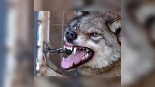Korkunç Kurt Uluma Sesi  #kurt #kurtsesi #kurtuluması #animal #wolfhound