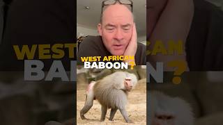 According To , A Group Of Crying Baboons Is Called A Sorrow...