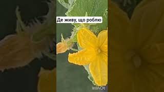 Огірок Живий , Горішки Супер