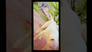 White Pitbull Atude Status