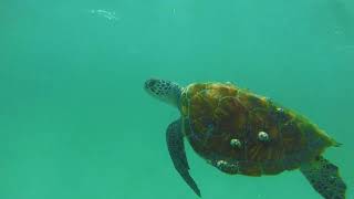 Snorkelling The Tangalooma Wrecks Moreton Island Adventure