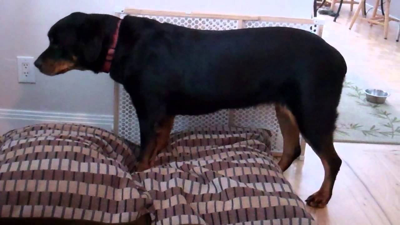 beds for rottweilers rottweiler gets a new bed beds for rottweilers rottweiler gets a new bed