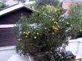 Foto pequena Sony Ericsson J105 Naite Video
