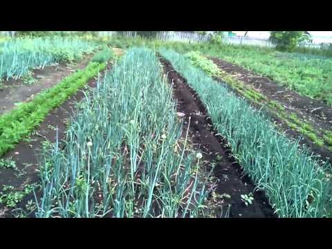 Выращивание лука на репку как бизнес 20