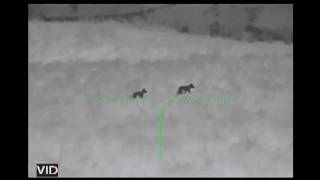 300 Yard Virginia Coyote Double With ATN Thor