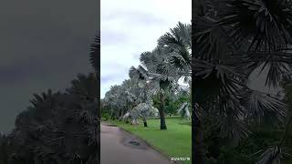 Drive Through Anderson Gardens