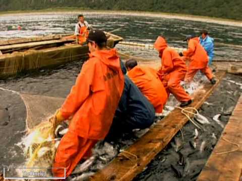 Сделать мормышку кошачий глаз Сделать мормышку кошачий глаз