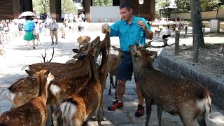 Japan: Foodie Adventure in Osaka