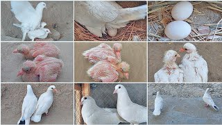 Baby White Pigeon ||  How do baby || pigeons grow up