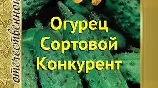 Огурец Сортовой Конкурент. Краткий Обзор, Описание Характеристик Cuis Sativus Konkurent