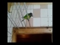Видео Сенегальский попугай из Планета Животных