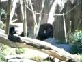 bonobos at play, san diego zoo