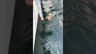 Hand Fishing For Tarpon