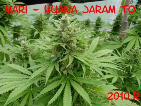 Mari Wns - Huana Jaram To