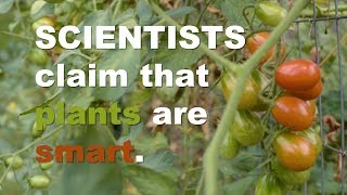Plants Are Stupid!