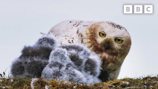 Feeding snowy owl chicks is no mean feat 😂 | Frozen Planet II - BBC
