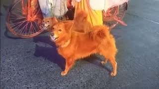 Tiniest Puppy Loves To Race Around On His Wheels The Dodo Little But Fierce