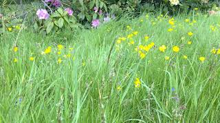 Kingham Lodge Garden May 2020