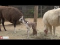 Adorable llama babies take first wobbly steps