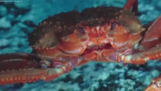 Adaptive Robotics - 4K Rov Highlights - Fk180731