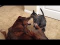 Jack the fearless cat attacks Pete the dog