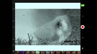 Hippo Poo Spray House Effects