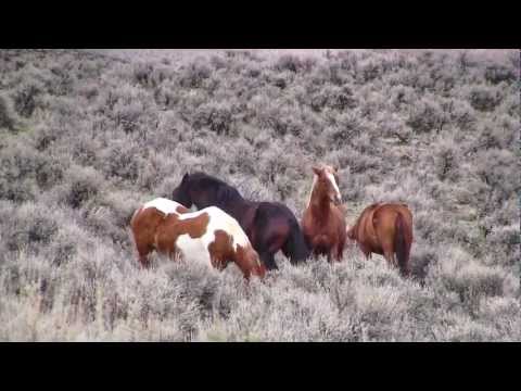 Mustang Stallions Sparring Video Mustang Stallions Sparring Video