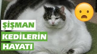 Şişman Kedilerin Hayatı Hiç de Kolay Değil! | Şişman Kediler [2018 Derleme] ● Eğ