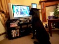 5 month old Cane Corso watching Dfs Crufts 2011 - Gundog Display