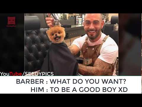 Funniest Dogs Moments