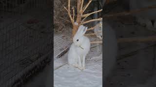 Смола Кушает Веточку #Домзайца #Bunny #Hare #Cute #Wild