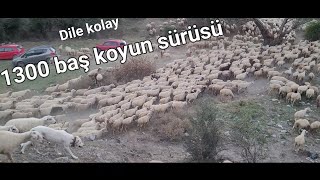 1300 Baş Koyun Sürüsü Bakmak Kolay Değil