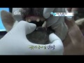 Dog Fighting in S. Korea Exposed on TV Program (Losers End Up As Dog Meat)