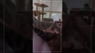 Austin Cats & Dogs Rescue