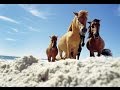 A kanadai Sziklás-hegység vadlovai [Wild Horses of the Canadian Rockies]