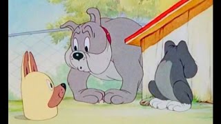 Tom And Jerry Puttin On The Dog 1944 - Tom And Jerry Cartoon Iukeitv