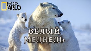 Белый Медведь - Супер Хищник. Мир Природы Дикие Животные. #Документальный Фильм. National Geographic