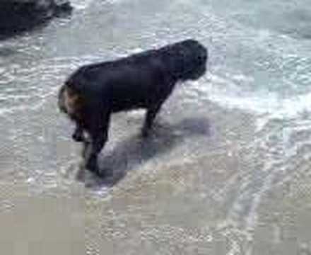 rottweiler attacks statistics rottweiler attacks sea rottweiler attacks statistics rottweiler attacks sea