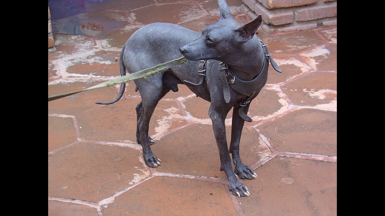 Azteken Lederhund Hund Mexikanischer Nackthund Teotihuacán Mexico Maya