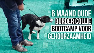 Download lagu Hondentraining Bootcamp Boomer, Border Collie, 6 maand - Voor & Na