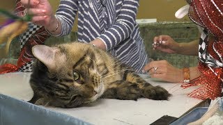 Lauren's Crazy Pet Show - Episode 10