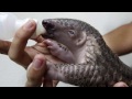 Amazing Animal Defenses -- FAK #23