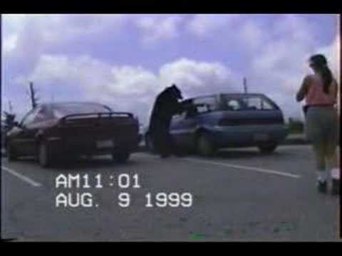 Bear breaks in car at clingmans dome, smoky mountains, TN