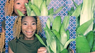 Plant Based Moonshine Snake Plant