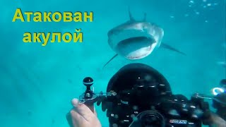 13 Случаев Когда Случайно Встретился С Опасными Дикими Животными! Акула Напала На Дайвера.