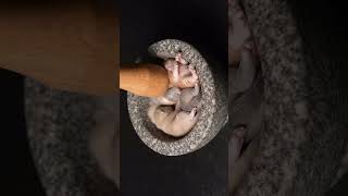 Kedi Asmr