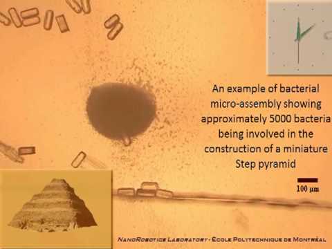 Swarm of Bacteria Builds Tiny Pyramid