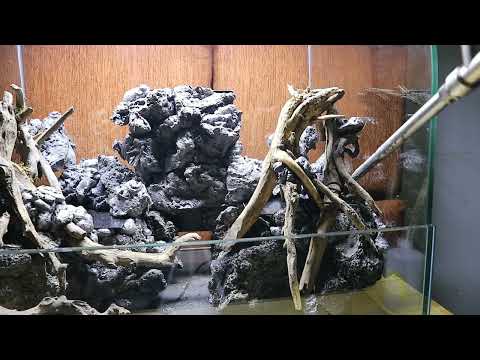 Hướng dẫn làm hồ bán cạn rừng nhiệt đới | Making a Paludarium rainforest with two streams