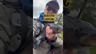A Beautiful Big Grayling From The River Tweed Last Year.